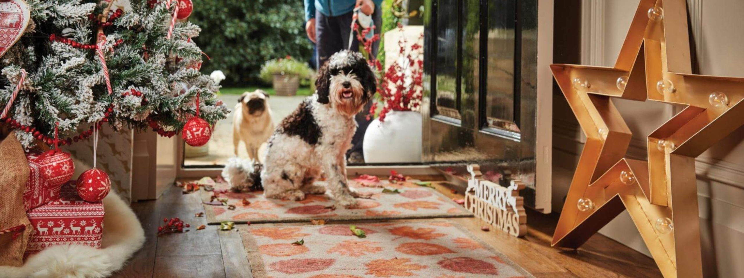 dogs sat on a hallway runner surrounded by christmas decorations