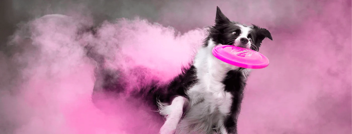 A dog catching a frisbee surrounded by pink colour powder, featured on a case study on Wonder Agency's Shopify website build for Ministry of Colours